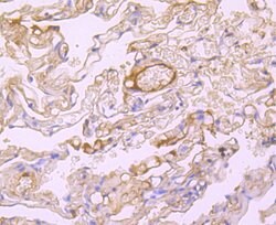 Invitrogen Albumin Recombinant Rabbit Monoclonal Antibody (JF32-10) 100