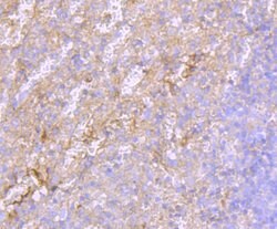 Invitrogen Albumin Recombinant Rabbit Monoclonal Antibody (JF32-10) 100
