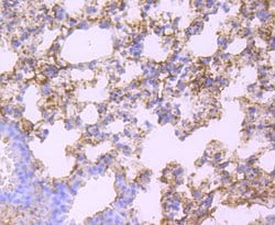 Invitrogen Albumin Recombinant Rabbit Monoclonal Antibody (JF32-10) 100