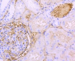 Invitrogen Albumin Recombinant Rabbit Monoclonal Antibody (JF32-10) 100