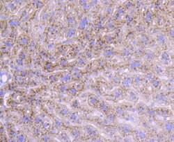 Invitrogen Albumin Recombinant Rabbit Monoclonal Antibody (JF32-10) 100