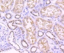 Invitrogen TGN46 Recombinant Rabbit Monoclonal Antibody (JF1-024) 100 &mu;L;