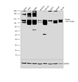 Invitrogen TGN46 Recombinant Rabbit Monoclonal Antibody (JF1-024) 100 &mu;L;