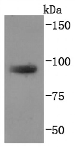 Invitrogen TGN46 Recombinant Rabbit Monoclonal Antibody (JF1-024) 100 &mu;L;