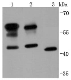 Invitrogen CD147 Recombinant Rabbit Monoclonal Antibody (JF1-045) 100 &mu;L | Buy Online | Invitrogen&trade; | Fisher Scientific