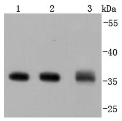 Invitrogen Annexin V Recombinant Rabbit Monoclonal Antibody (JF50-11) 100