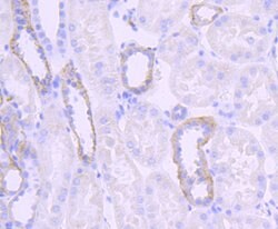 Invitrogen Jagged1 Recombinant Rabbit Monoclonal Antibody (JF96-06) 100