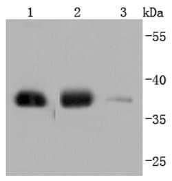 Invitrogen GAPDH Recombinant Rabbit Monoclonal Antibody (JF81-04), HRP