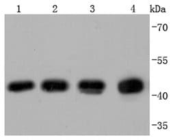 Invitrogen beta Actin Recombinant Rabbit Monoclonal Antibody (JF53-10),