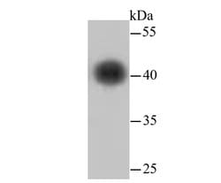 Invitrogen beta Actin Recombinant Rabbit Monoclonal Antibody (JF53-10),