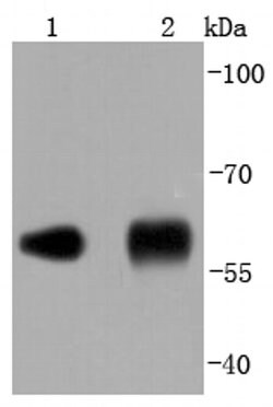 Invitrogen PDI Recombinant Rabbit Monoclonal Antibody (JF97-08) 100 &mu;L | Buy Online | Invitrogen&trade; | Fisher Scientific
