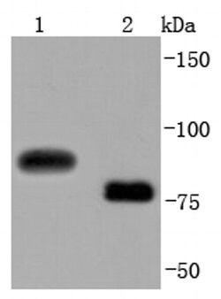 Invitrogen CD19 Recombinant Rabbit Monoclonal Antibody (JF099-9) 100 &mu;L;