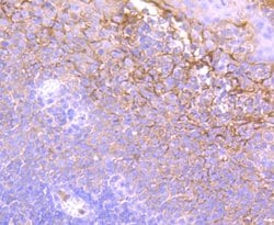 Invitrogen Neutrophil elastase Recombinant Rabbit Monoclonal Antibody (JF098-6)