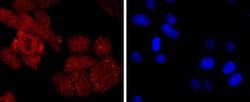 Invitrogen NEDD8 Recombinant Rabbit Monoclonal Antibody (JF69-09) 100 &mu;L;