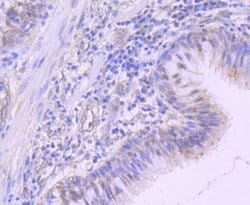 Invitrogen NEDD8 Recombinant Rabbit Monoclonal Antibody (JF69-09) 100 &mu;L;