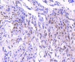 Invitrogen NEDD8 Recombinant Rabbit Monoclonal Antibody (JF69-09) 100 &mu;L;