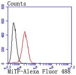 Invitrogen MiTF Recombinant Rabbit Monoclonal Antibody (JF100-01) 100 &mu;L | Buy Online | Invitrogen&trade; | Fisher Scientific