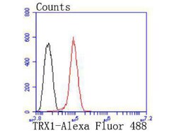 Invitrogen Thioredoxin 1 Recombinant Rabbit Monoclonal Antibody (JF101-8) 100 &mu;L | Buy Online | Invitrogen&trade; | Fisher Scientific