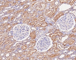 Invitrogen Thioredoxin 1 Recombinant Rabbit Monoclonal Antibody (JF101-8) 100 &mu;L | Buy Online | Invitrogen&trade; | Fisher Scientific