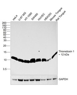 Invitrogen Thioredoxin 1 Recombinant Rabbit Monoclonal Antibody (JF101-8) 100 &mu;L | Buy Online | Invitrogen&trade; | Fisher Scientific