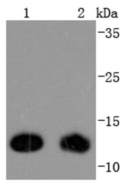 Invitrogen Thioredoxin 1 Recombinant Rabbit Monoclonal Antibody (JF101-8) 100 &mu;L | Buy Online | Invitrogen&trade; | Fisher Scientific