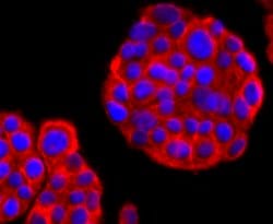 Invitrogen&trade;&nbsp;CD90 (Thy1) Recombinant Rabbit Monoclonal Antibody (JF10-09)