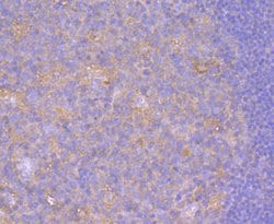 CD80 (B7-1) Recombinant Rabbit Monoclonal Antibody (JF100-4):Antibodies,