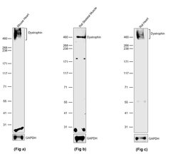 Invitrogen Dystrophin Recombinant Rabbit Monoclonal Antibody (JF1-022)