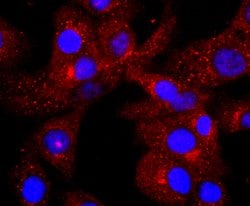 Invitrogen Complement C3 Recombinant Rabbit Monoclonal Antibody (JF10-30)