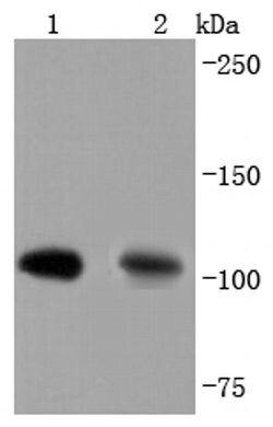 Invitrogen Complement C3 Recombinant Rabbit Monoclonal Antibody (JF10-30)