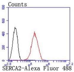 Invitrogen SERCA2 ATPase Recombinant Rabbit Monoclonal Antibody (JM10-20)