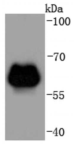 Invitrogen beta-2 Adrenergic Receptor Recombinant Rabbit Monoclonal Antibody