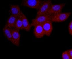 Invitrogen&trade;&nbsp;Human IgA Recombinant Rabbit Monoclonal Antibody (JM10-42)