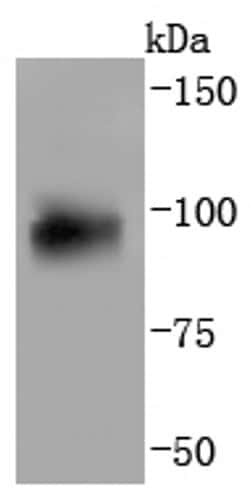 Invitrogen AHR Recombinant Rabbit Monoclonal Antibody (JM34-10) 100 &mu;L | Buy Online | Invitrogen&trade; | Fisher Scientific