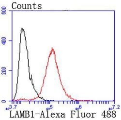 Invitrogen Laminin beta-1 Recombinant Rabbit Monoclonal Antibody (JM099-03) 100 &mu;L | Buy Online | Invitrogen&trade; | Fisher Scientific
