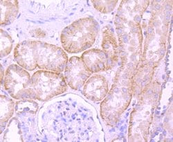 Invitrogen Laminin beta-1 Recombinant Rabbit Monoclonal Antibody (JM099-03) 100 &mu;L | Buy Online | Invitrogen&trade; | Fisher Scientific