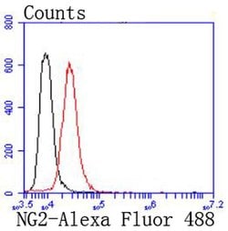 Neural/Glial Antigen 2 (NG2) Recombinant Rabbit Monoclonal Antibody (JM10-13):Antibodies,