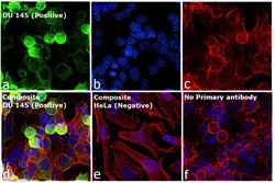 Invitrogen PGP9.5 Recombinant Rabbit Monoclonal Antibody (JM10-59) 100 &mu;L | Buy Online | Invitrogen&trade; | Fisher Scientific