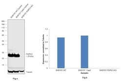Invitrogen PGP9.5 Recombinant Rabbit Monoclonal Antibody (JM10-59) 100 &mu;L | Buy Online | Invitrogen&trade; | Fisher Scientific