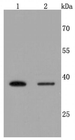 Invitrogen Haptoglobin Recombinant Rabbit Monoclonal Antibody (JM10-79)