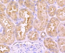 Invitrogen Urokinase Recombinant Rabbit Monoclonal Antibody (JM106-09)