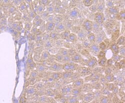 Invitrogen ATP Synthase beta Recombinant Rabbit Monoclonal Antibody (JM10-90)