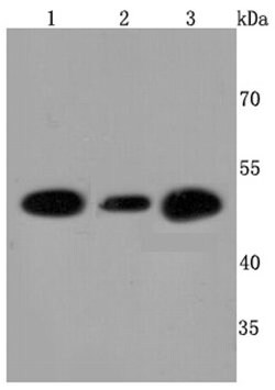 Invitrogen ATP Synthase beta Recombinant Rabbit Monoclonal Antibody (JM10-90)