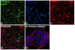 Invitrogen ATP Synthase beta Recombinant Rabbit Monoclonal Antibody (JM10-90)