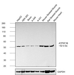 Invitrogen ATP Synthase beta Recombinant Rabbit Monoclonal Antibody (JM10-90)