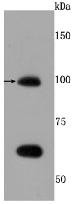 Invitrogen TLR5 Recombinant Rabbit Monoclonal Antibody (JM10-88) 100 &mu;L;