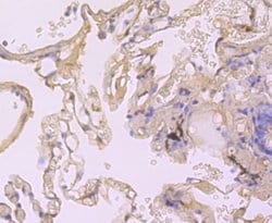 Invitrogen Cyclophilin A Recombinant Rabbit Monoclonal Antibody (JM107-03)