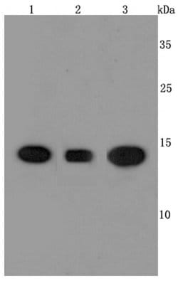 Invitrogen Cyclophilin A Recombinant Rabbit Monoclonal Antibody (JM107-03)