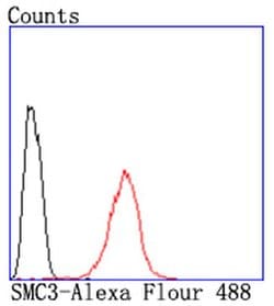 SMC3 Recombinant Rabbit Monoclonal Antibody (JM10-75):Antibodies, Recombinant