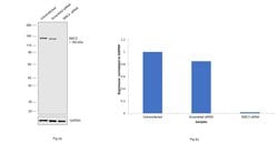 SMC3 Recombinant Rabbit Monoclonal Antibody (JM10-75):Antibodies, Recombinant